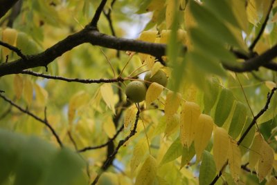 Juglans nigra - ořešák černý - plody